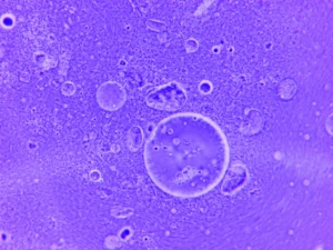 RNA Damlacıkları Mutasyon ile Gelişiyor